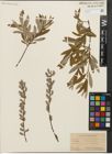 Foto von Salix humilis Marshall x Salix tristis Aiton